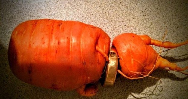Морковь проросла через потерянное обручальное кольцо