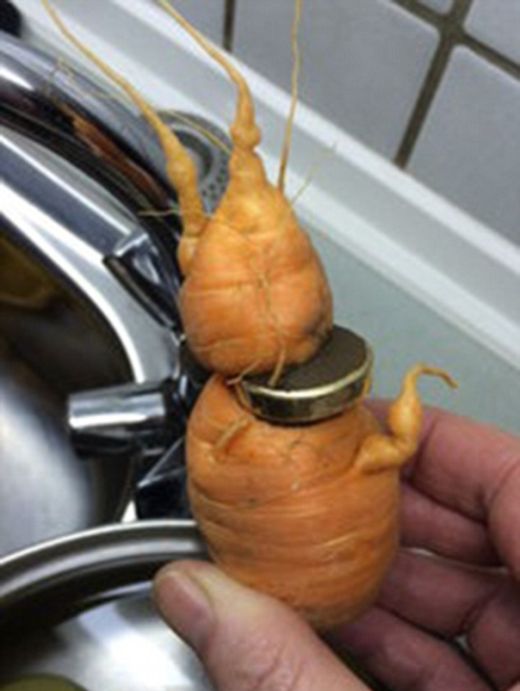 Морковь проросла через потерянное обручальное кольцо