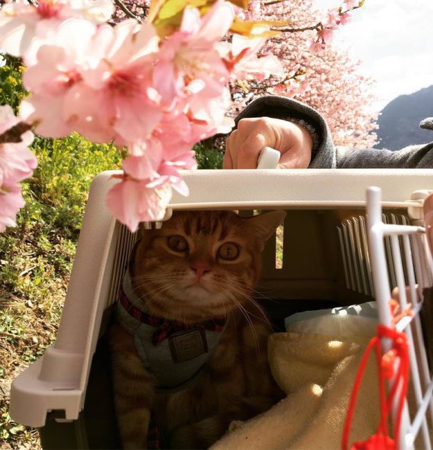 Весенние фото цветущей сакуры из японского Инстаграм