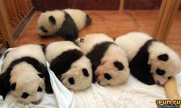 Юные панды