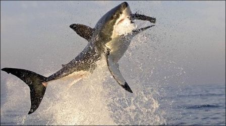 Охота акул на морских котиков, жесть
