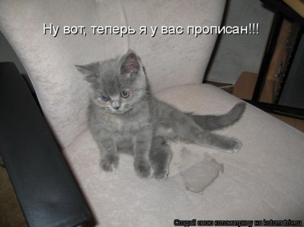 Веселые котоматрицы)