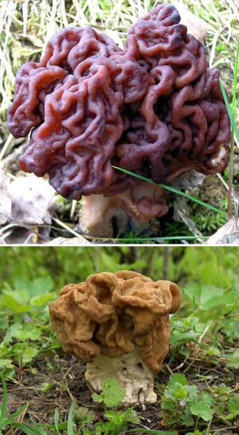Топ-10 самых необычных грибов