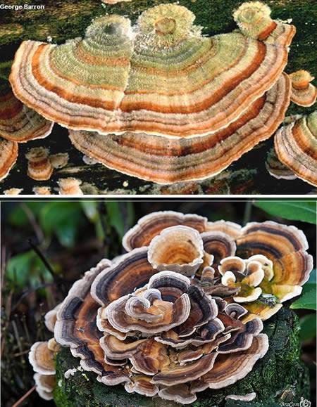 Топ-10 самых необычных грибов