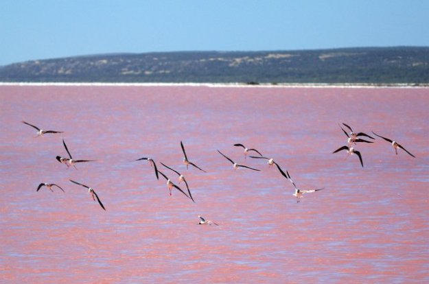 Таинственное розовое озеро в Австралии