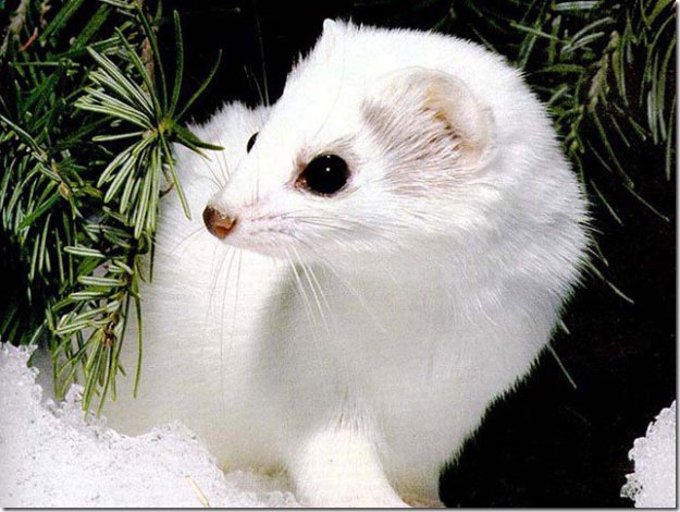 10 самых красивых белоснежных животных