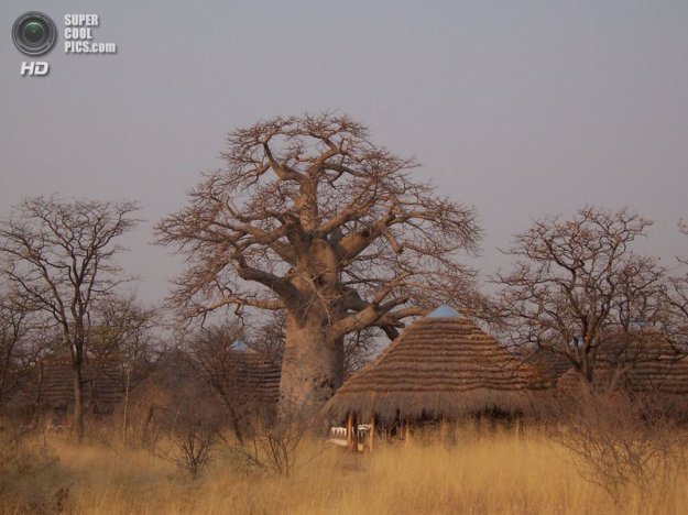 Универсальное африканское дерево баобаб