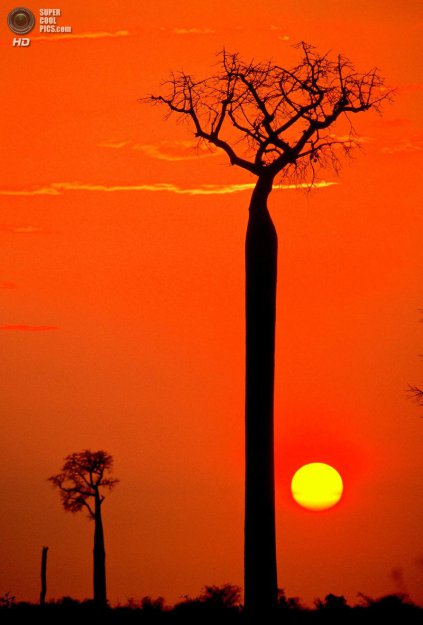 Универсальное африканское дерево баобаб