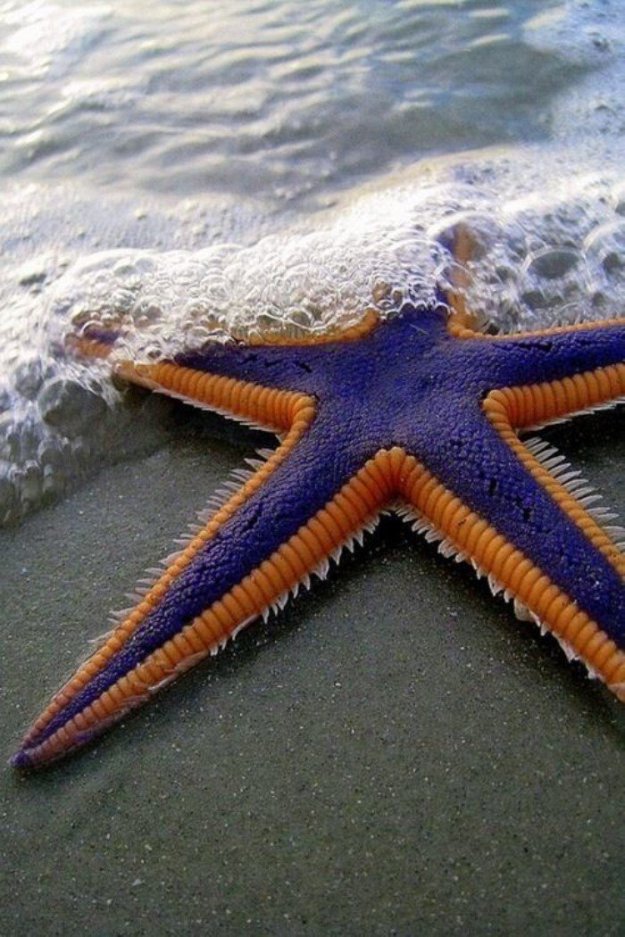 Красивые и необычные морские звезды