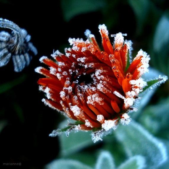 Лед на цветах