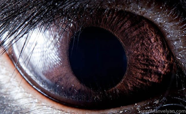 Глаза животных крупным планом