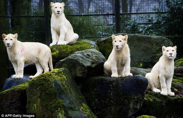 Семья львов - альбиносов