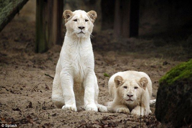 Семья львов - альбиносов