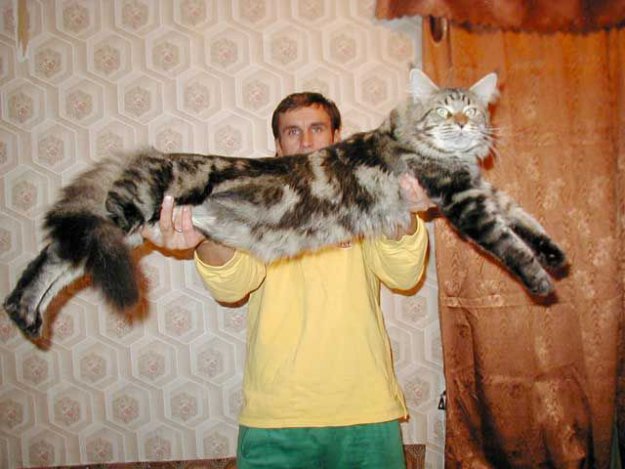 Большие коты мейн-куны
