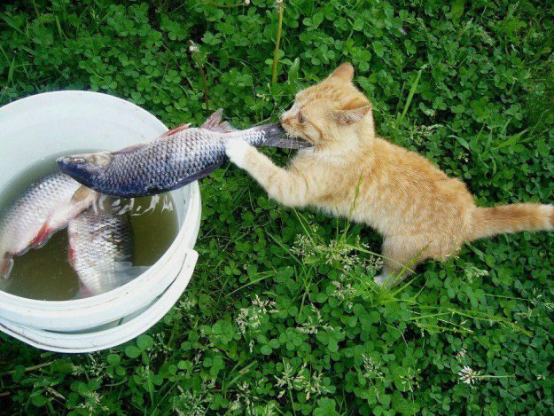 Немного о рыбалке..))