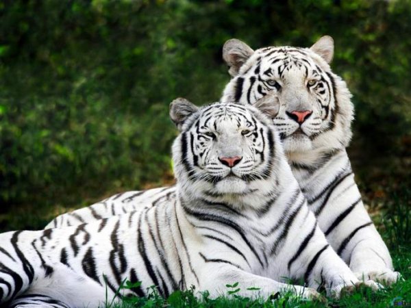 Уссурийские тигры