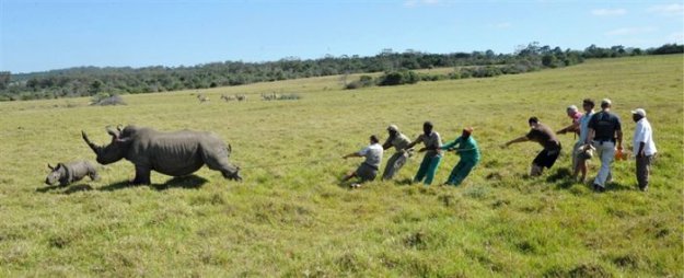 Cрезают рога носорогам, чтоб спасти их
