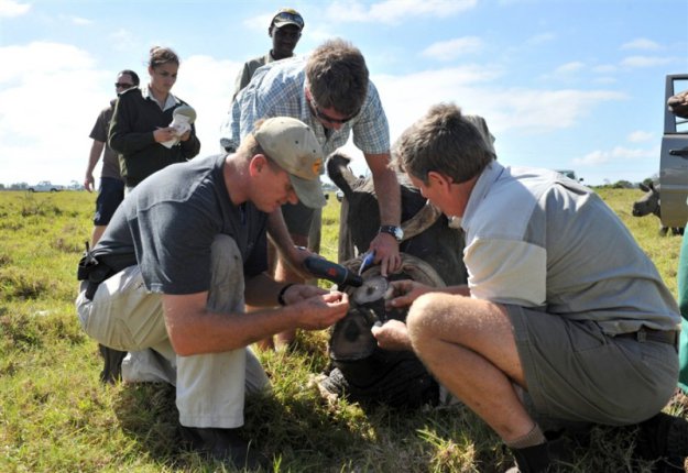 Cрезают рога носорогам, чтоб спасти их