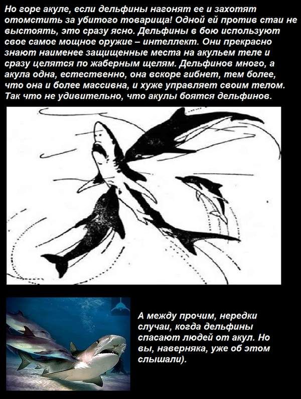 Почему дельфины не боятся акул