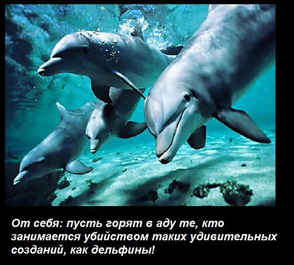 Почему дельфины не боятся акул