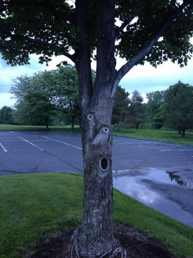 Ви впевнені, що це дерева ...?