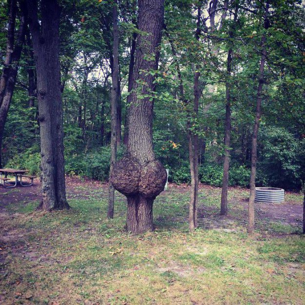 Ви впевнені, що це дерева ...?