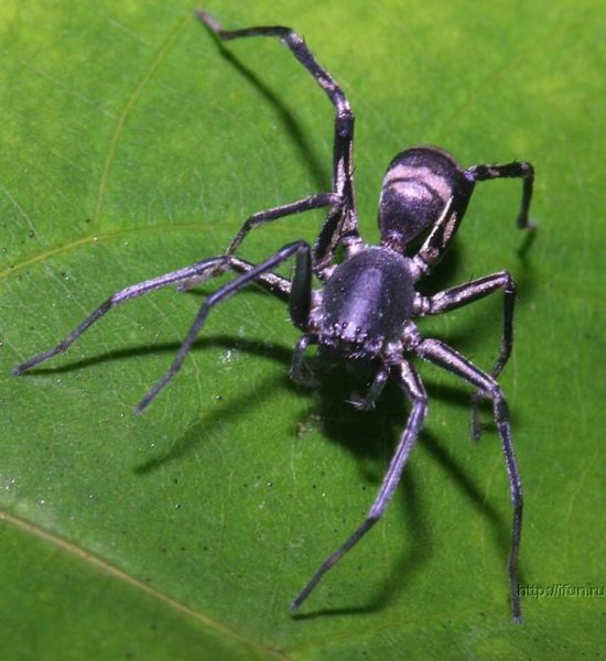 Ужасные вьетнамские пауки