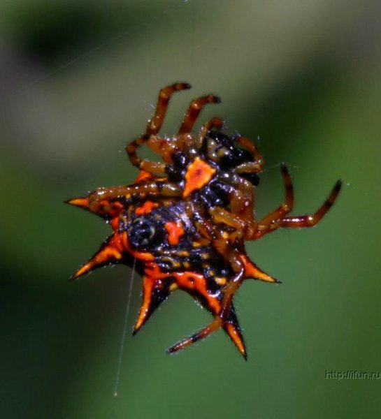 Ужасные вьетнамские пауки