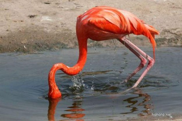 Фламинго неудачник