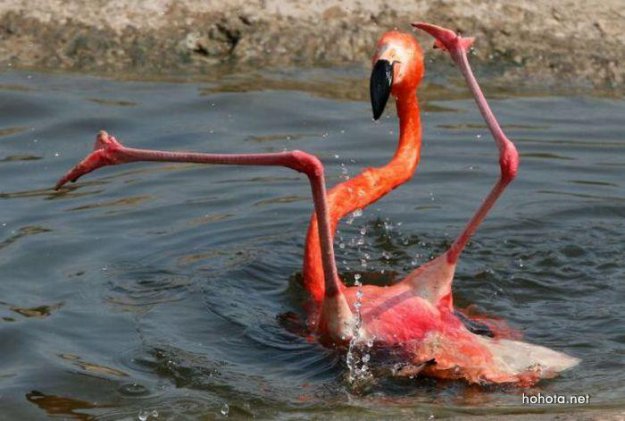Фламинго неудачник