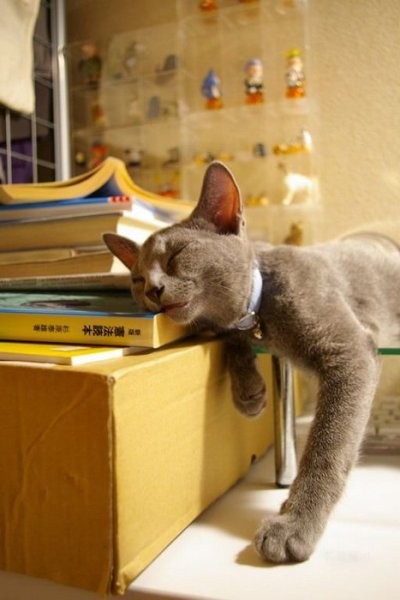 Спят усталые игрушки. книжки спят=))