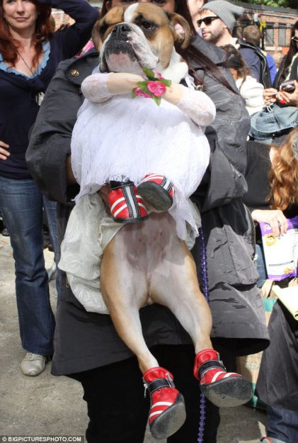 В Нью-Йорке в честь Хэллоуина прошел собачий маскарад