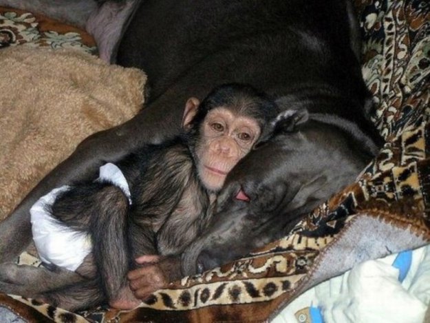 Мама для шимпанзе