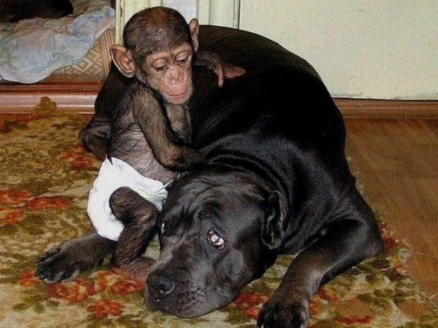 Мама для шимпанзе