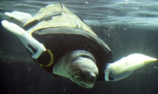 Протезы-ласты для морской черепахи...