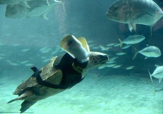 Протезы-ласты для морской черепахи...