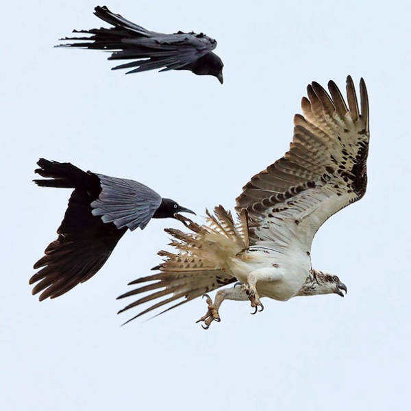 Интересные фото с воронами