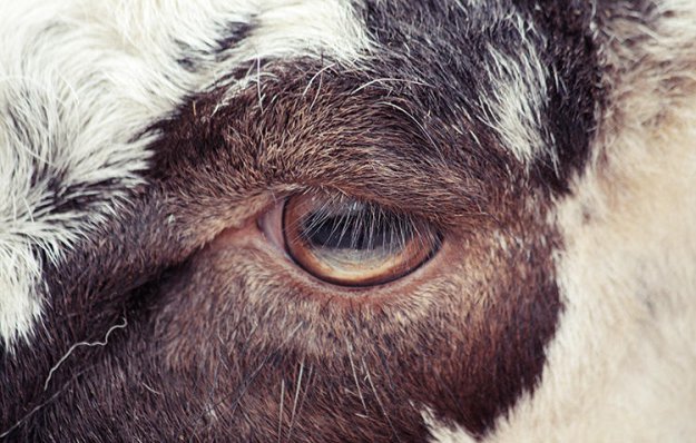 Фотографии глаз животных в неволе