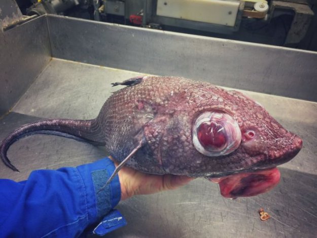 Мурманский моряк публикует фото странных глубоководных рыб, попавших в сети