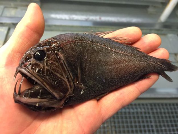 Мурманский моряк публикует фото странных глубоководных рыб, попавших в сети