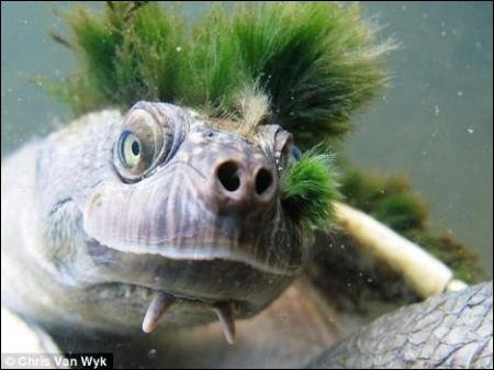 черепаха-панк з зеленим ірокезом
