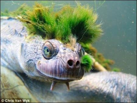 черепаха-панк з зеленим ірокезом