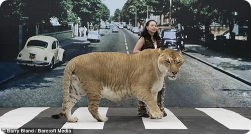 Геркулес-крупнейшая в мире кошка