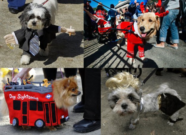 Собачий парад в честь Хэллоуина прошел в Нью