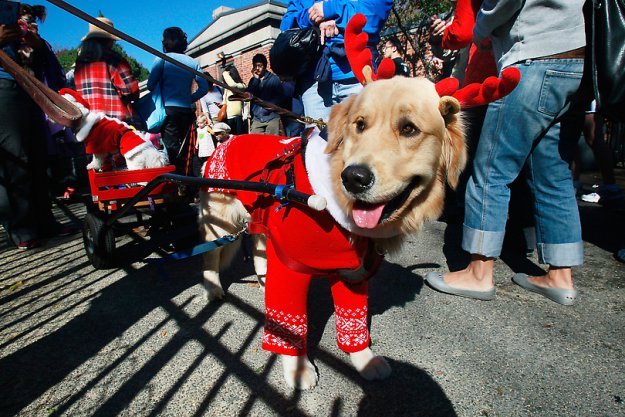 Собачий парад в честь Хэллоуина прошел в Нью