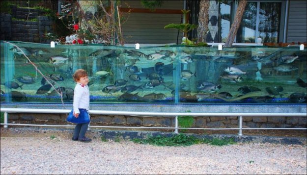 Забор в виде аквариума...
