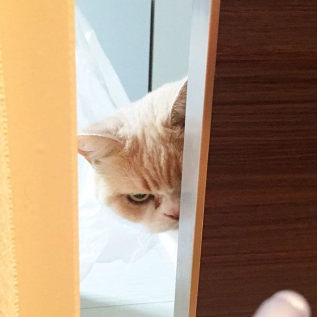 Коюки - новый хмурый кот, покоривший пользователей сети