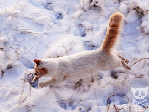 Коты в снегу