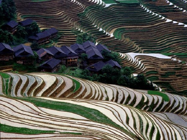 Китайские рисовые террасы