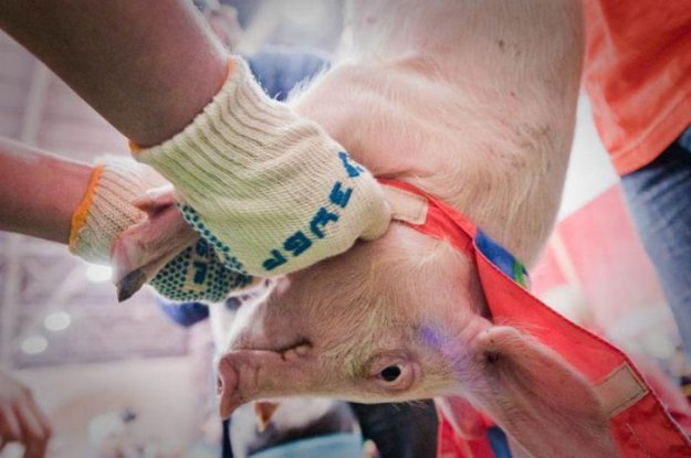 ��������� ����������� ���� 2010